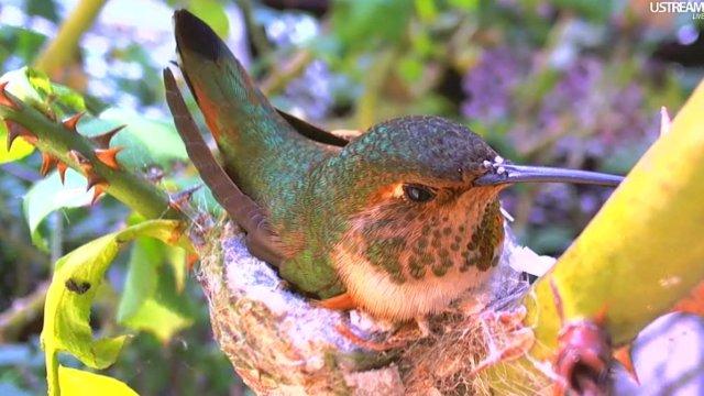 Hummingbirds 01-17-11 (3).jpg