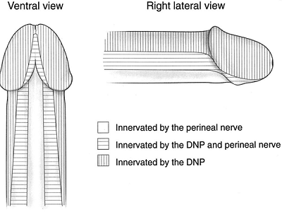 Penile innervation.png