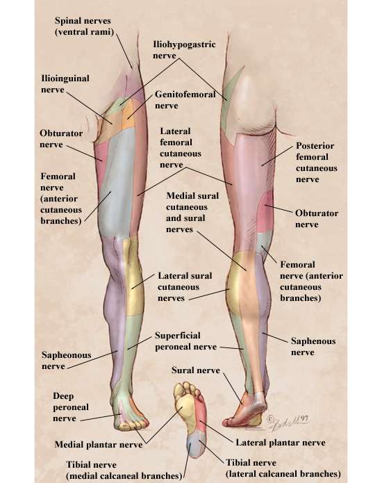 cutaneous innervation of lower limbs.jpg