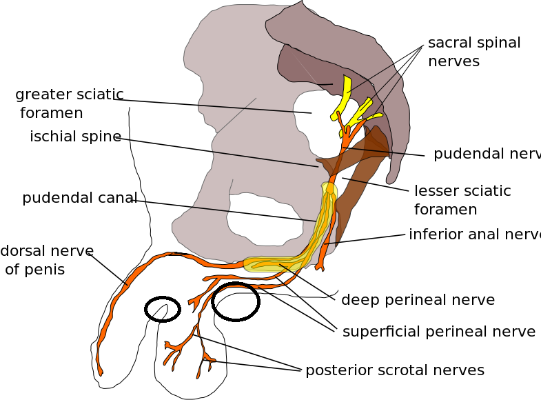 785px-Pudendal_nerve.svg.png